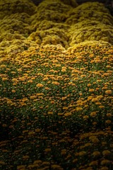 _DSC4761