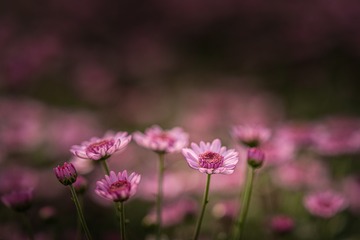 _DSC4798