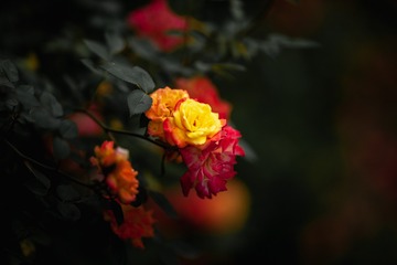 _DSC1805