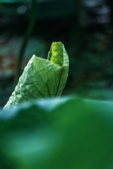 _DSC3556