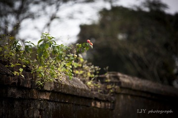 _MG_1842-1.jpg