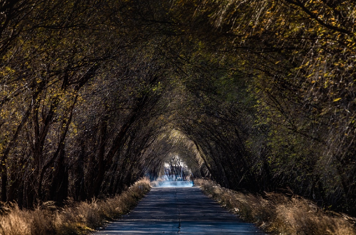 在一个神秘的地方,树木遮天蔽日,摩托车绝尘而去
