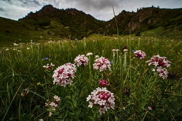 _ZSY3294导出