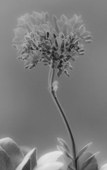 DSC_8531_1