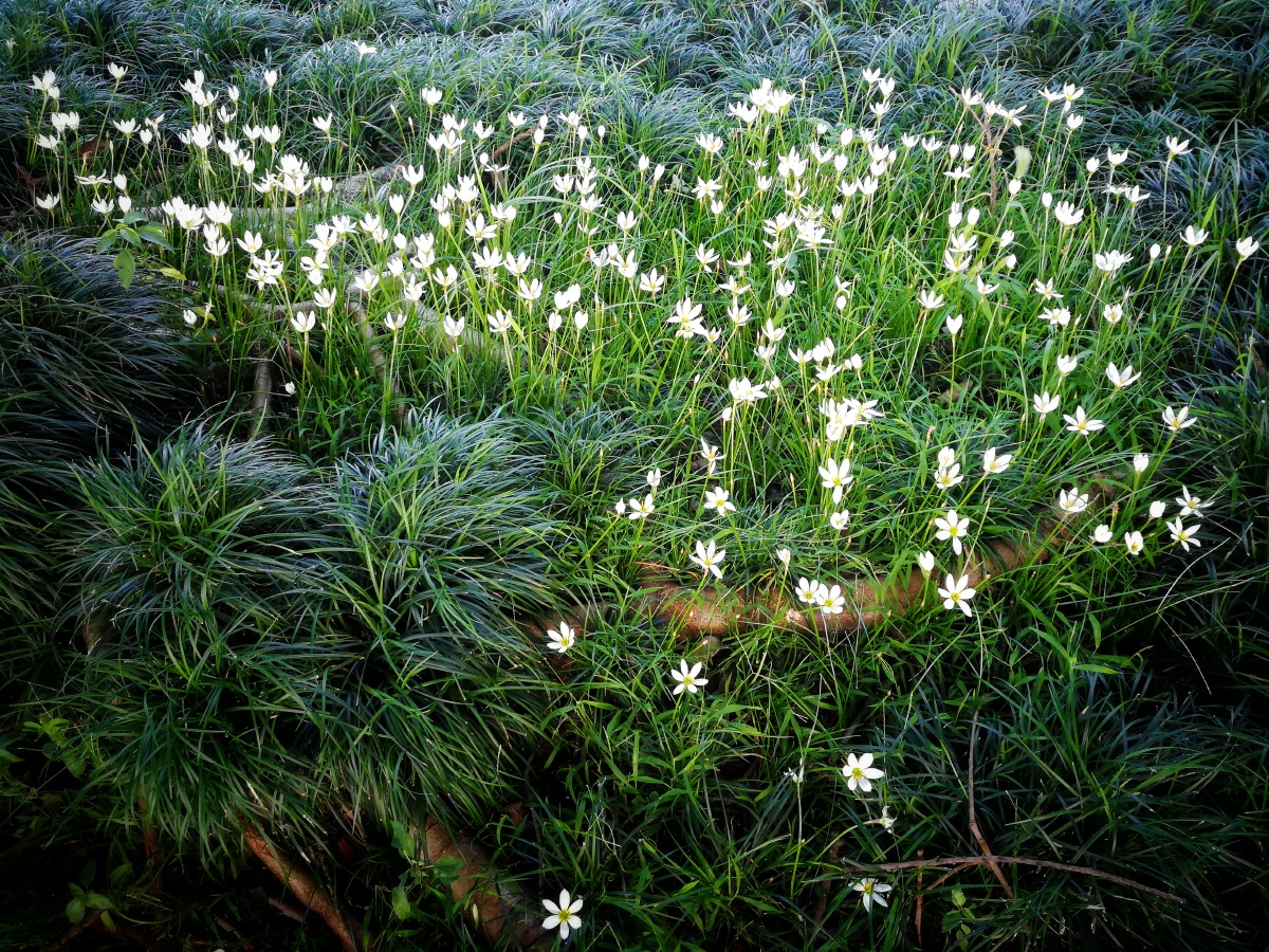 绿化带里的白色小花