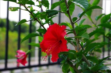 红花