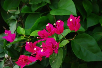 花点