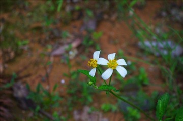 黄花