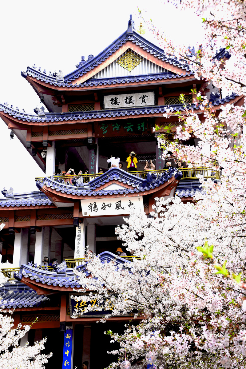 赏樱楼