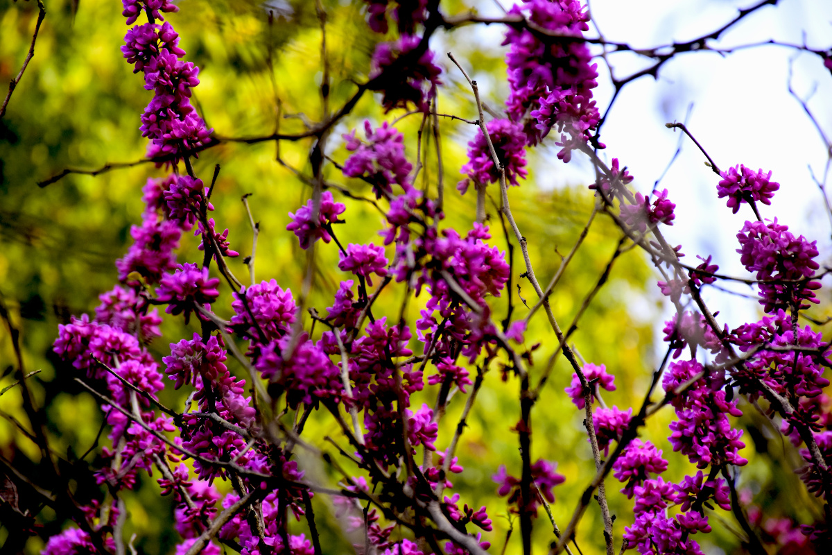 紫金滕 - 春风168 - 图虫