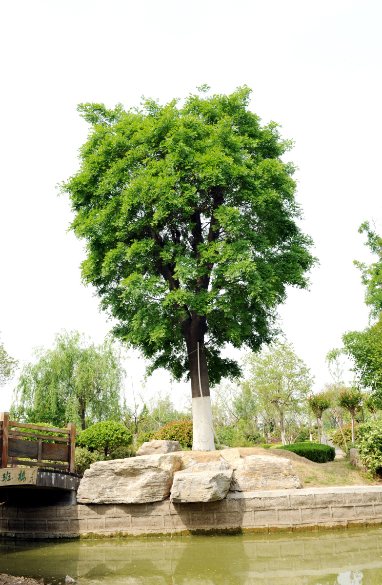 植物园中一棵大树