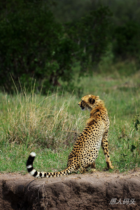 非洲五霸之四:豹子 - 愚人码头 - 图虫网 - 优质摄影师交流社区