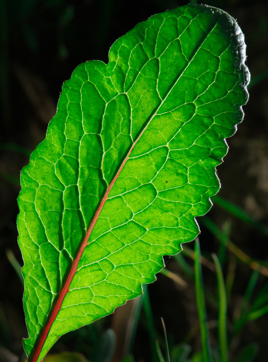 大自然的纹理植物的筋脉