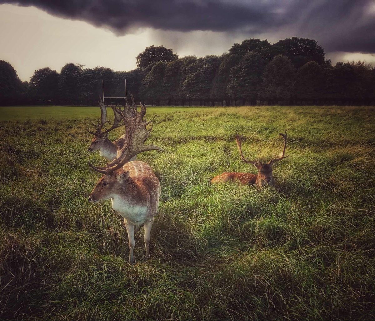 phoenix park遇见鹿