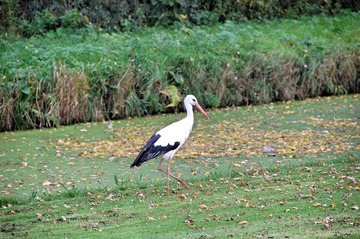 DSC_0024_Fotor