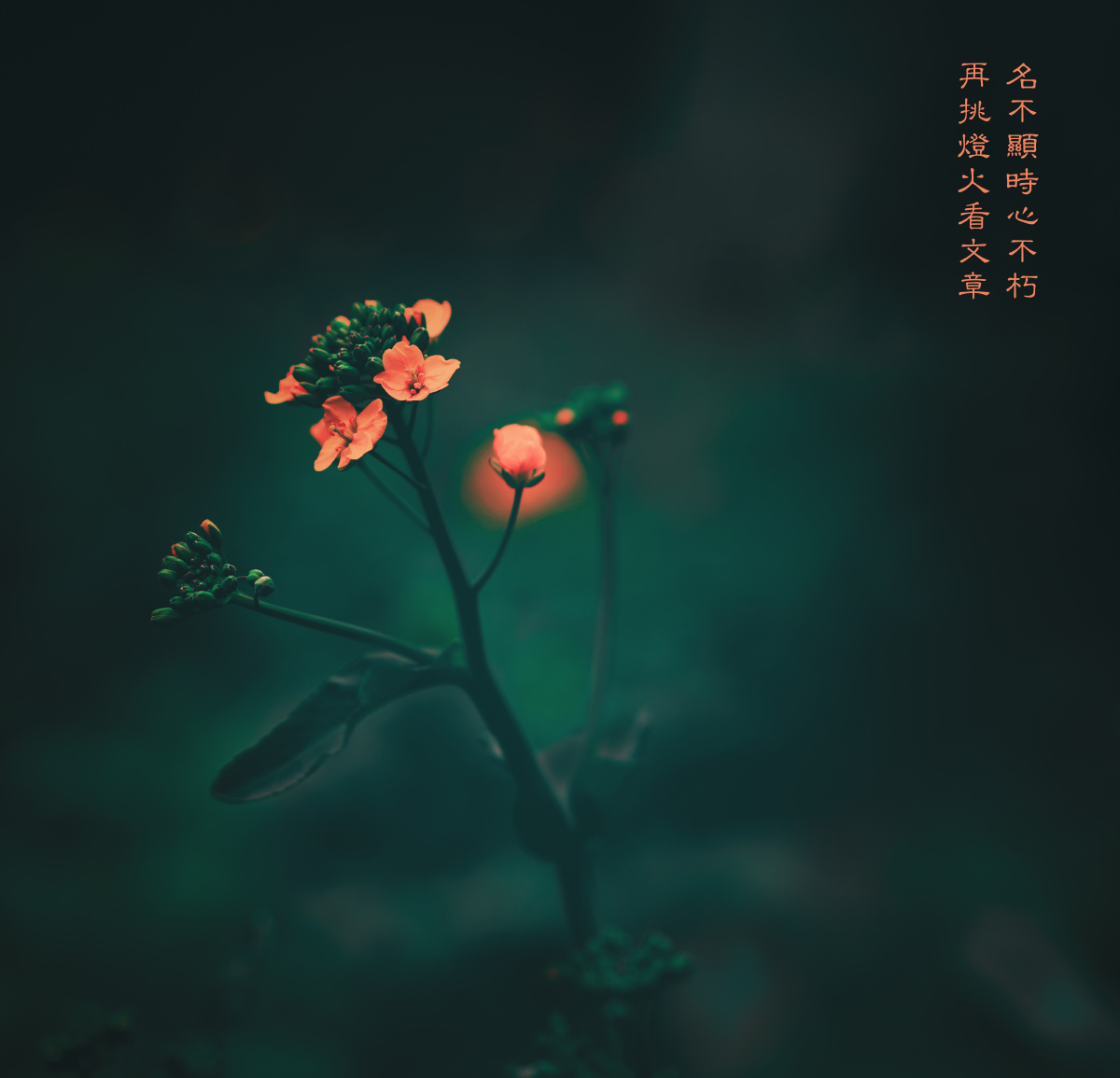 连雨不知春去了关注