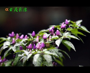 辣椒