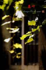_DSC4500_副本.jpg