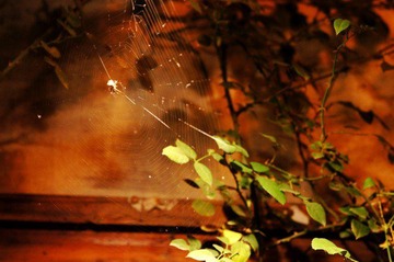 DSC02759_conew1.jpg
