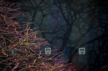 _DSC6281 - 副本.jpg