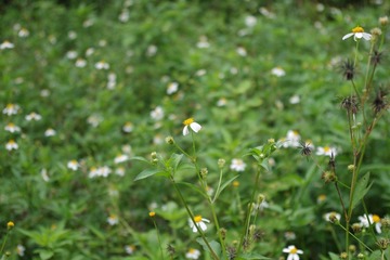 小小花