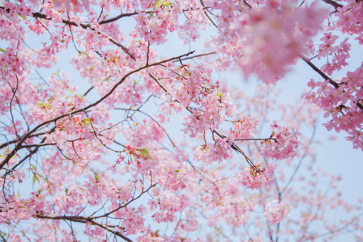 春日粉樱