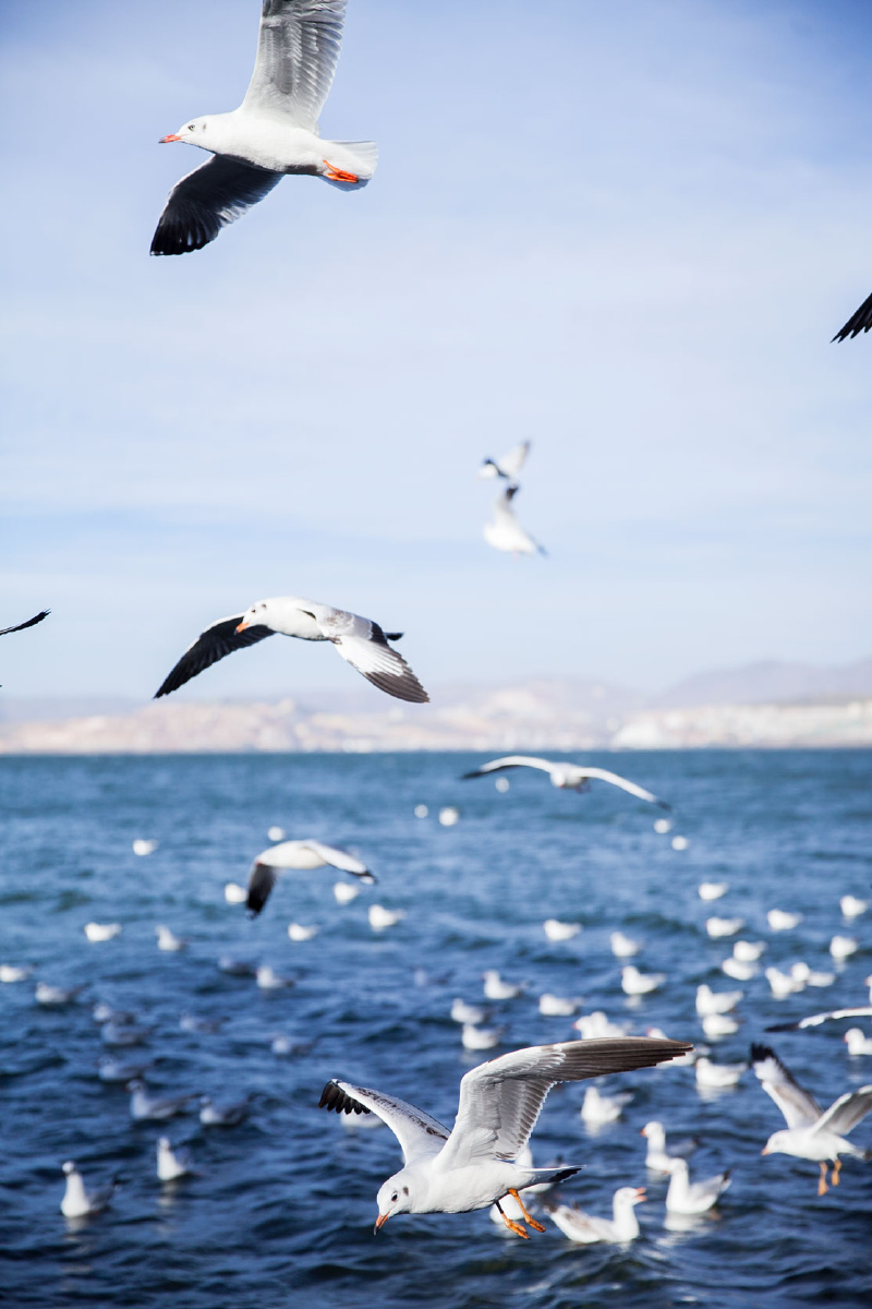 和你一起看海鸥好幸运