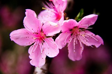 Peach blossom