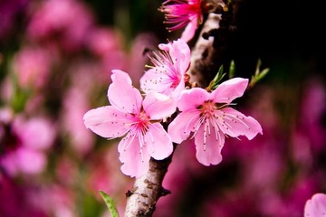Peach blossom