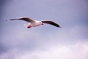 飞翔 Fly