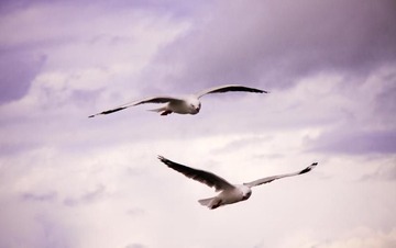 飞翔 Fly