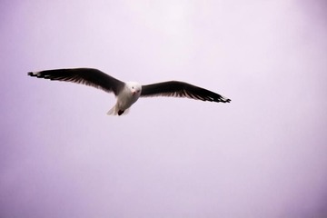 飞翔 Fly
