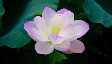 荷花 Lotus