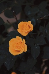 AF0C9B85-64AD-49B0-8C3F-85A1BD5F2BF1/L0/001