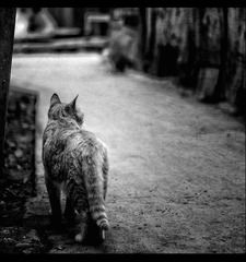 垃圾桶外的猫.