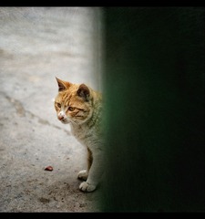 垃圾桶外的猫..