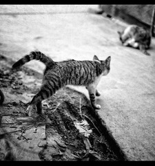 垃圾桶外的猫...