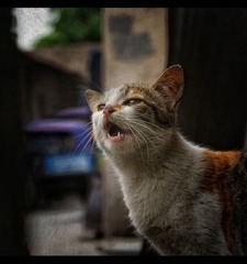 哀求