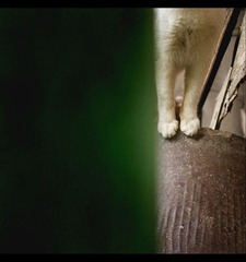 缸上小猫