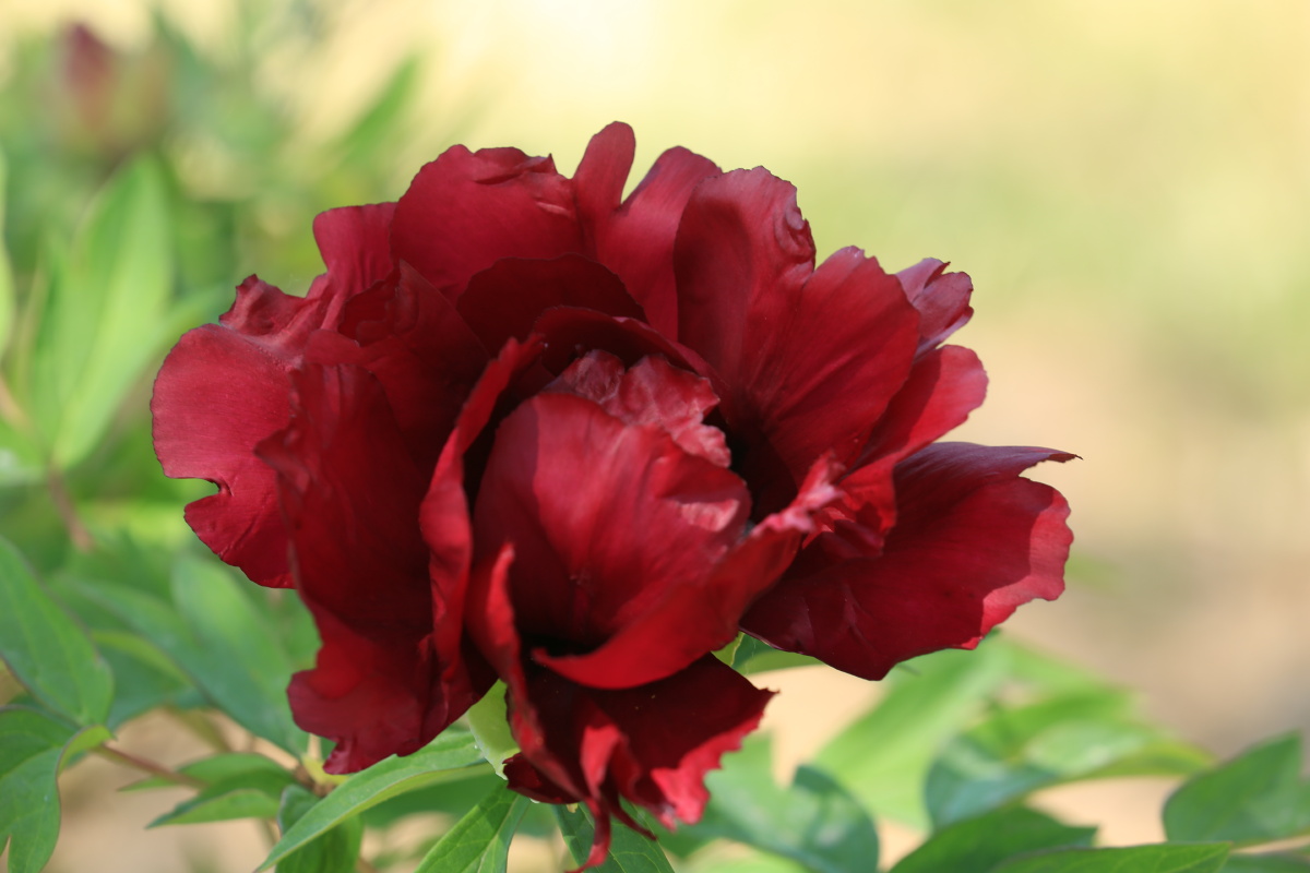 愿大家在2021红红火火富贵富足心花怒放像红牡丹