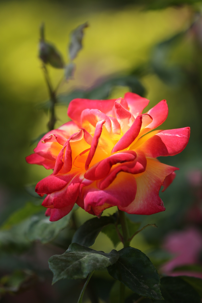 月季花在阳光照射下像躁动的火苗