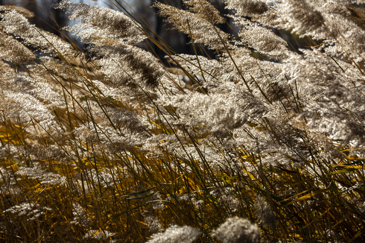 冬日寒风瑟瑟芦苇风中摇曳