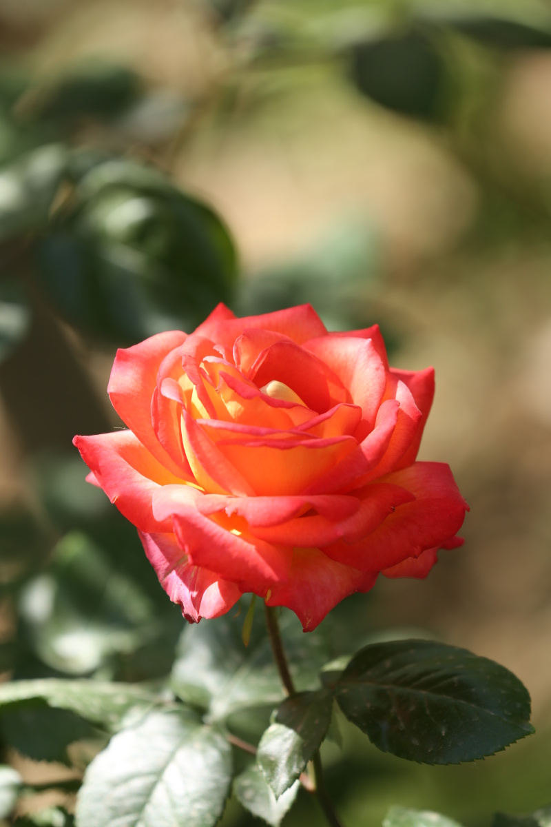 月季花在阳光照射下像躁动的火苗