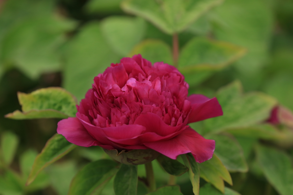 牡丹青龙卧墨池