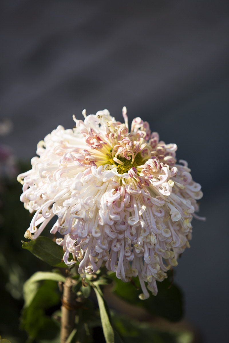 单朵菊花