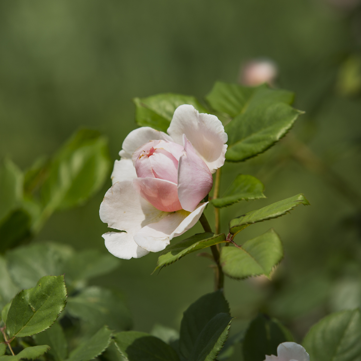 单朵花(月季,玫瑰)