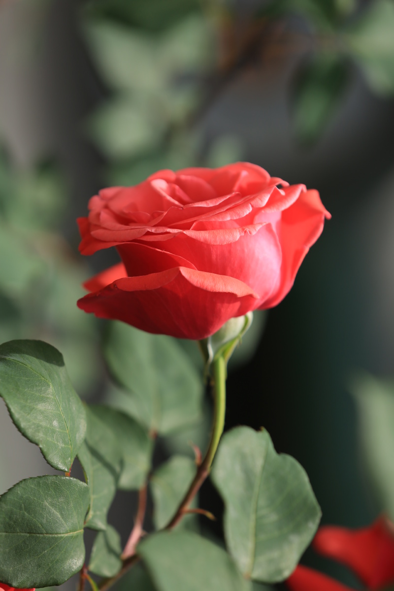 单朵花(月季,玫瑰)