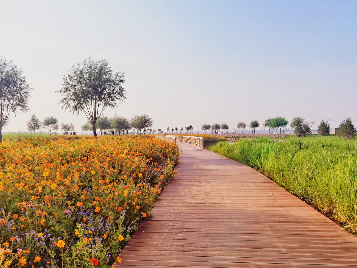 滹沱河花海