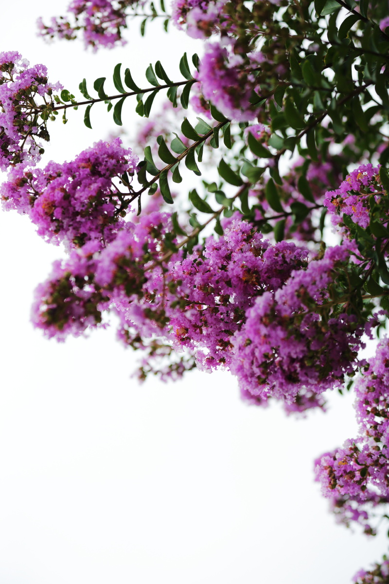 紫薇花