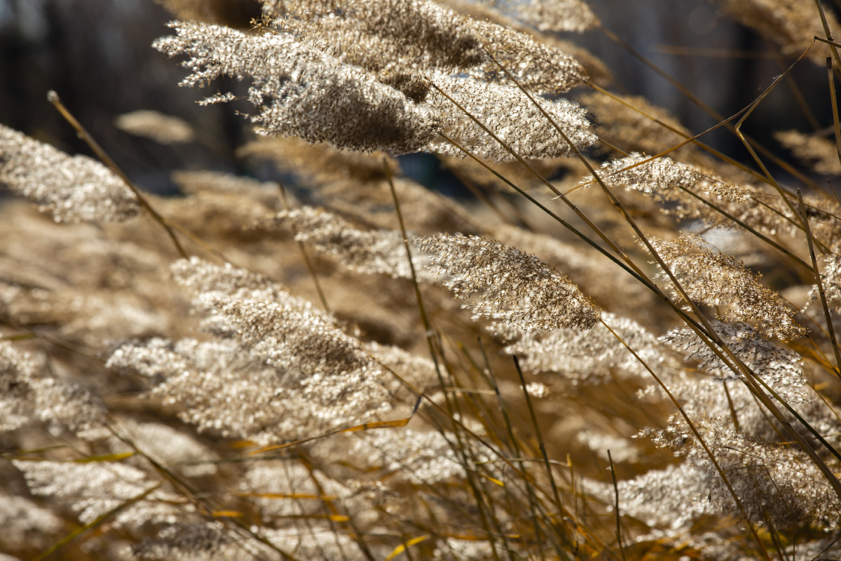 冬日寒风瑟瑟芦苇风中摇曳